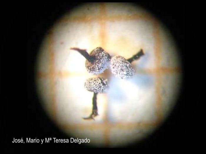 Didymium melanospermum esporangios sobre papel milimetrado